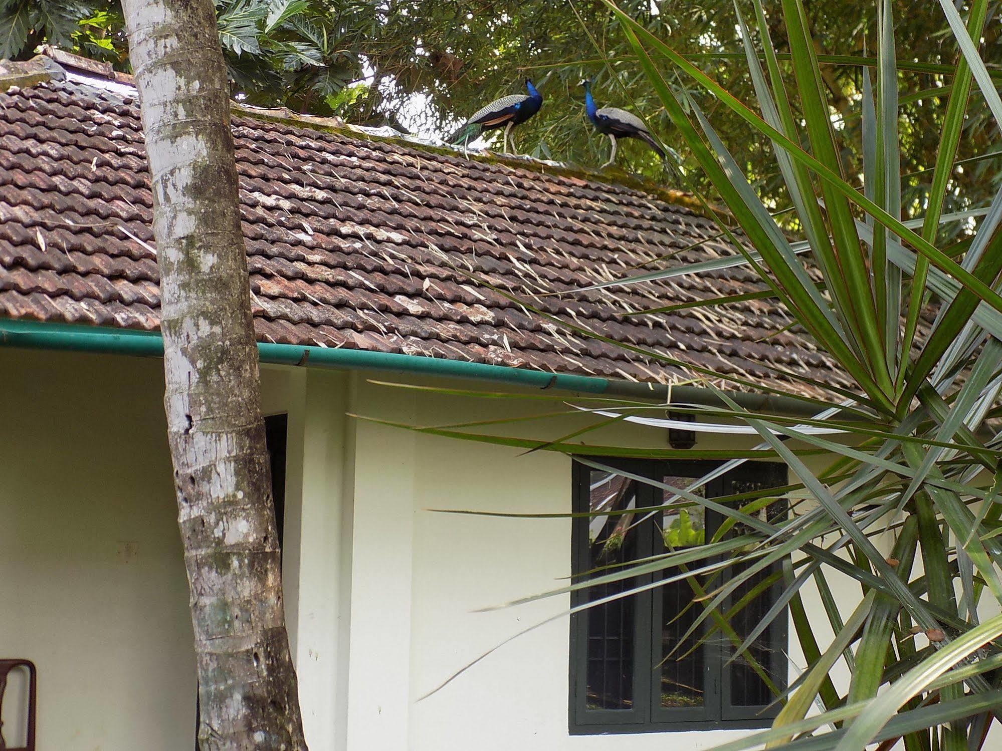 Bed and Breakfast Elphinstone Residency Kochi Екстер'єр фото